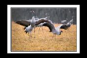 grues_cendrees (73).jpg
